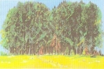 H0 91 Einzelmotiv Wald